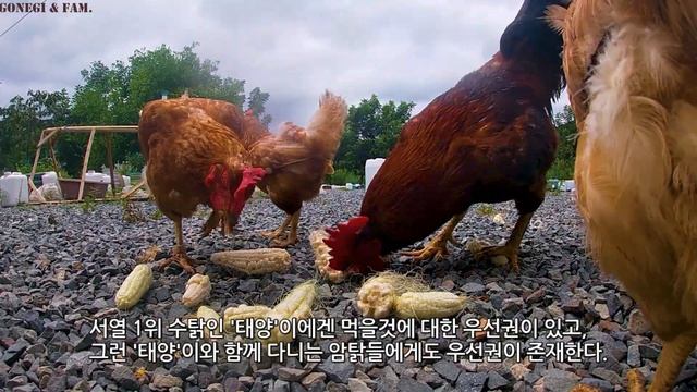 #368. 어쩔수 없이, 새로운 #오리 2마리를 입양했다 #닭, #꿩