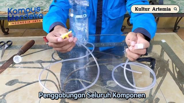 Natural Feed Culture (Artemia) - KMMI UPS TEGAL