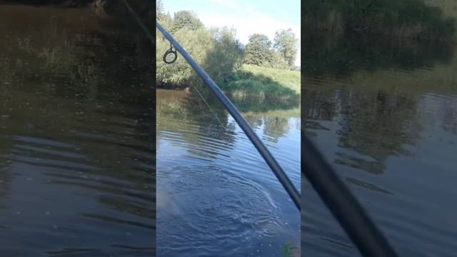 СПРО ИРИС АНДЕРДОГ ПОД ПЕСЕНКУ РЫБАКА! ПЕСНИ ПРО РЫБАЛКУ. ЛУЧШИЙ ВОБЛЕР ДЛЯ ЩУКИ