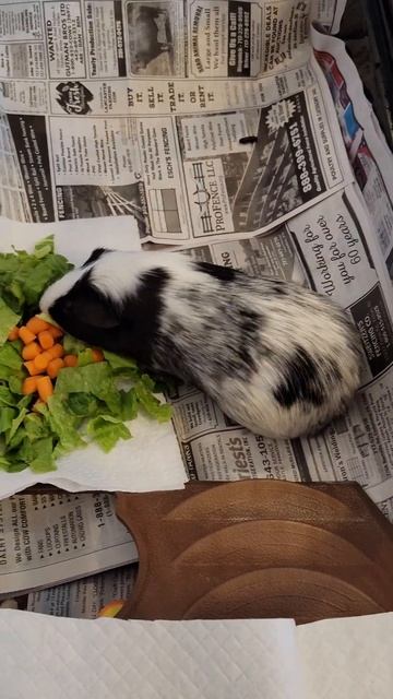 morning salad time with Epson the guinea pig.