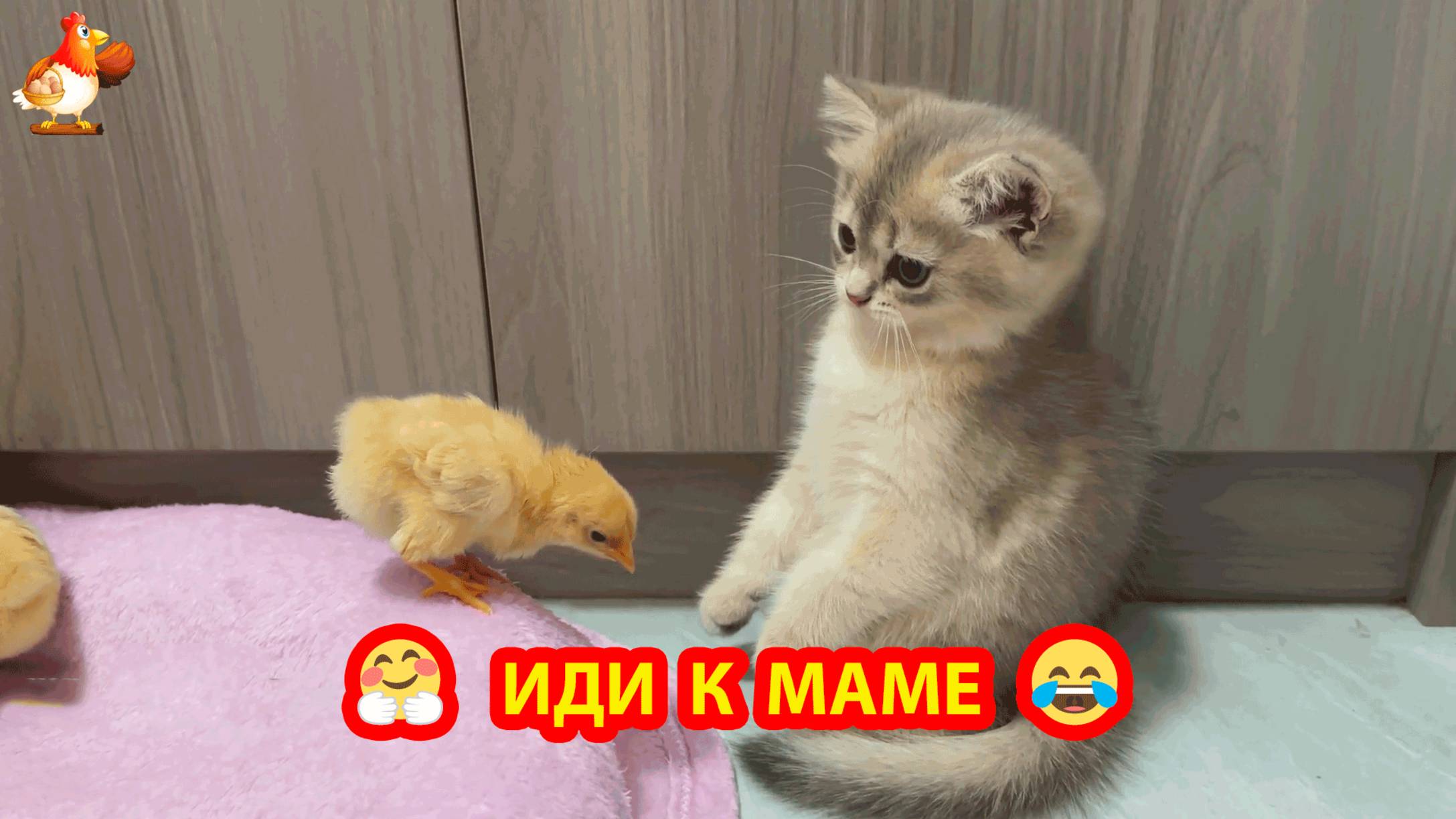 Котенок привел Цыпленка к маме Кошке и тут же пришли родители Курица с Петухом ❣️🤗😂