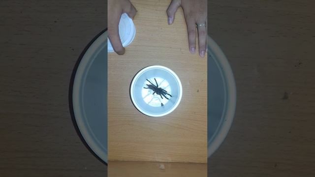 Tarantula-chilobrachys sp....