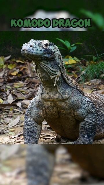 Watch the Majestic Komodo Dragon in Motion #KomodoDragon #4k #viral #shorts