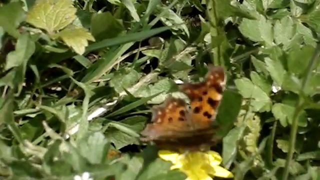 Beautiful Comma butterfly in Picardy garden