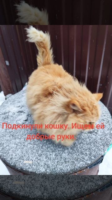 Бездомная кошка. Ищем кошке дом!