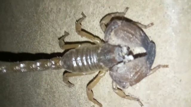 Close up with giant scorpion