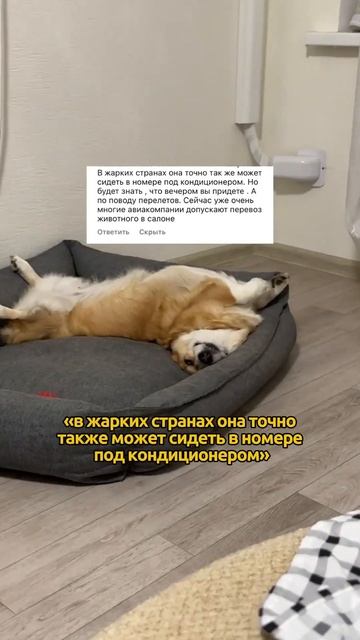 МИССИ НЕ БЕРЕМ 🙈 #shortsvideo #собака #funny #corgi #корги #животные #собаки #puppy #shortvideo