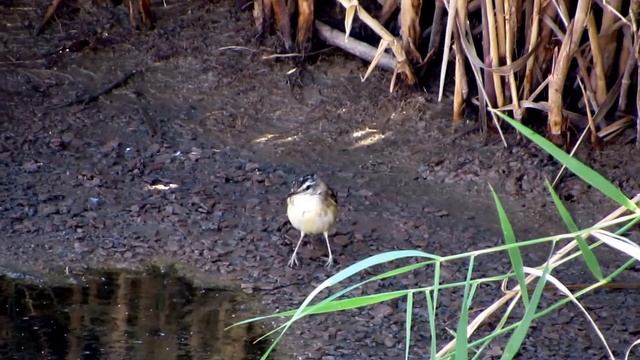 קנית פסים Sedge Warbler