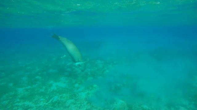 Diugoń przybrzeżny/Krowa Morska/Egipt - Marsa Alam