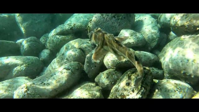 Port Jackson shark party at Cabbage Tree Bay Aquatic Reserve, Sydney NSW, Australia