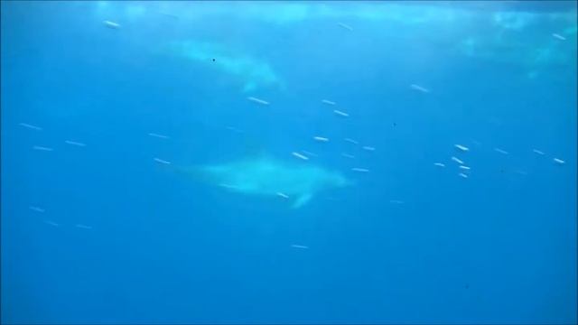 delfines bajo el mar