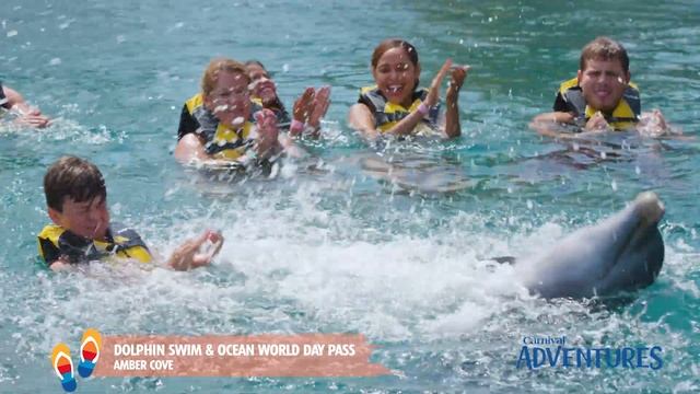 Amber Cove Shore Excursion: Dolphin Swim and Ocean World | Carnival Cruise Line