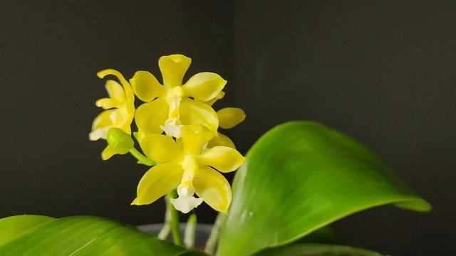 Phal. Su an cricket