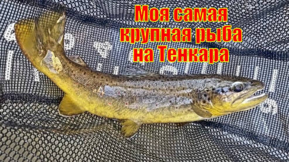 Моя самая крупная рыба на Тенкара