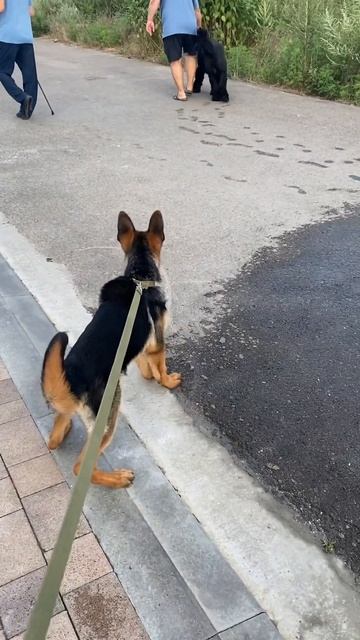 Щенок немецкой овчарки гавкает 🐕