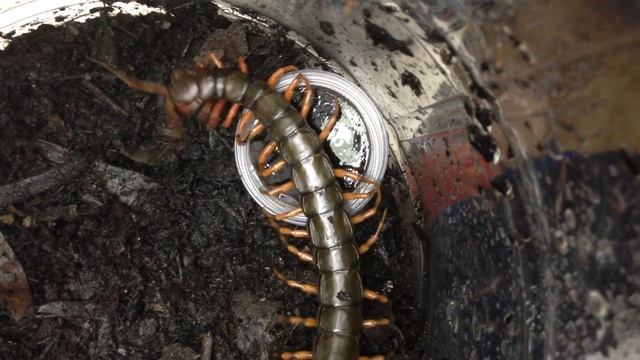 Scolopendra hainanum "Chinese tiger legs" eating jelly