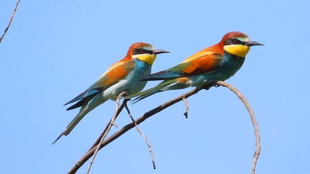 Золотистая щурка.Бджолоїдка(Merops apiaster)European Bee-eater.