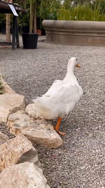 two beautiful white ducks climbing out of the water