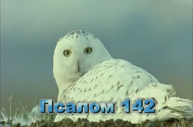 16 Псалом 142 БИБЛИЯ