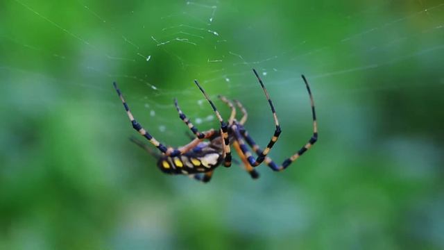 Oct 31 Argiope aurantia Prep for Ribbon Painting