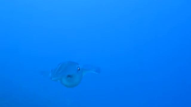 Giant Squid