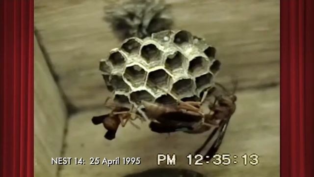 Polistes carolina Nest14 on 25 April 1995 Part 1 of 4