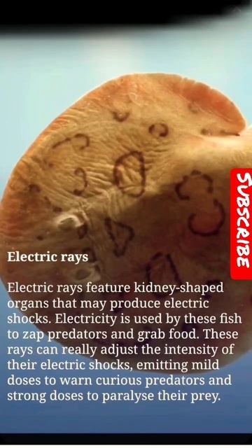 Animals why produce Electricity #animals #power #short #viral #produce #knowledge #students #study