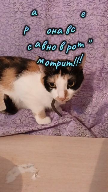 КотоИстина...😹😹😹!!!#котики#кошки#смешно#рутюб