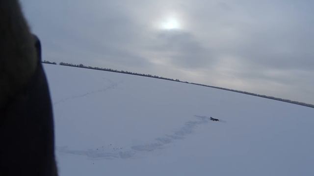 Косули спалили зайца