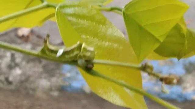 Indian Sunbeam Butterfly Caterpillar