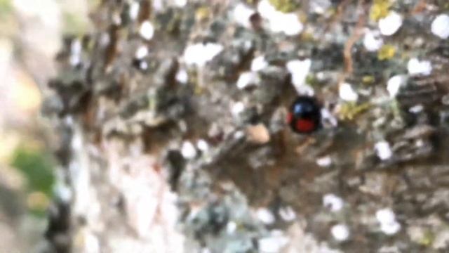 Cactus ladybug, (Chilocorus cacti)