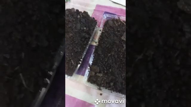 Что с моей петуньей? Сажаю новые семена на рассаду