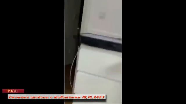 Смешные приколы с животными 18,10,2023