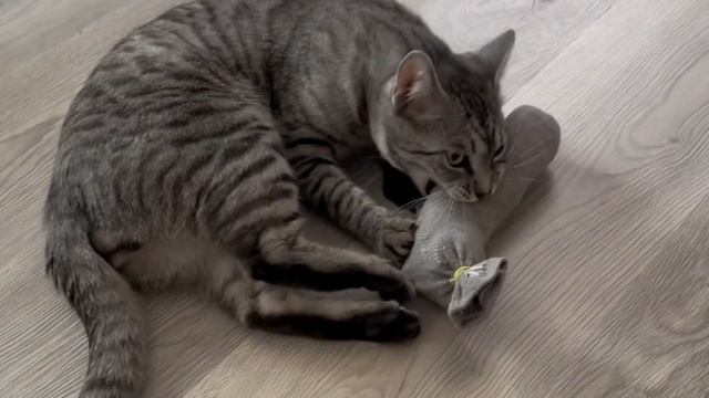 Какие игрушки любят ваши коты? / What kind of toys do your cats like? 🐱