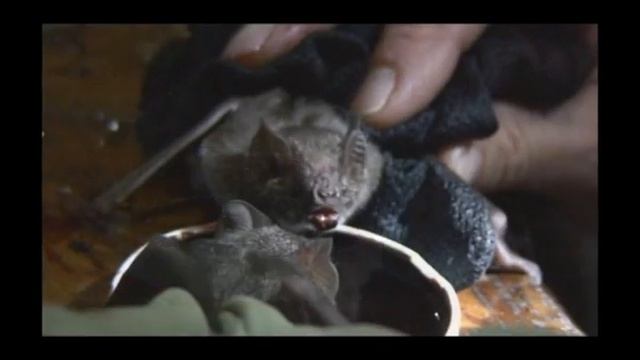 Vampire bats drinking