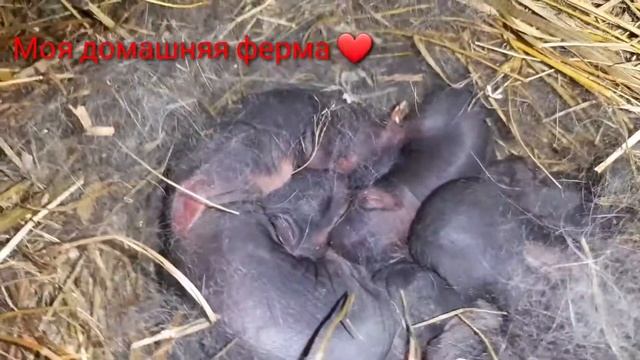 Урааа🐇🐇🐇Полтавское серебро окролилась#чудо, чудное🐇🐇🐇