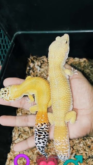 Our Pair Super Hypo Tangerine Carrot Tail / SHTCT Leopard Gecko 💕