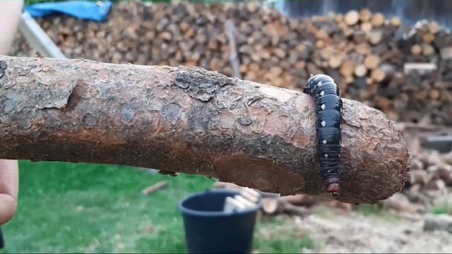 Bedstraw Hawk Moth Caterpillar , Hyles gallii , Housenka lišaje svízelového