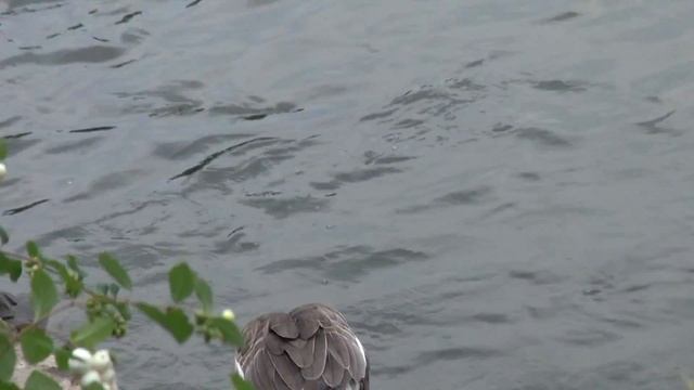 MOSCOW ZOO:GEESE