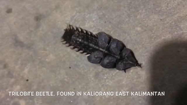 Trilobite beetle, East Borneo