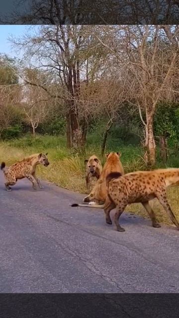 The hyena groups  attack a lioness.#shorts #hyena #lionness