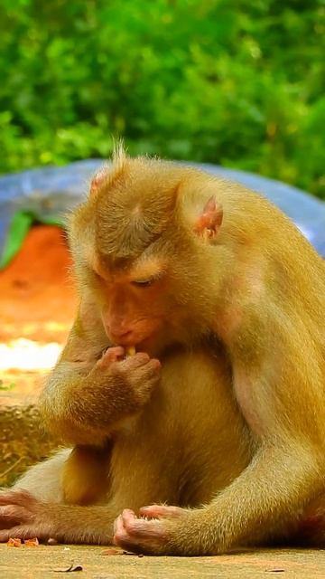 Feeling pity little Leo screaming | So poor baby monkey crying  Esp70 #short