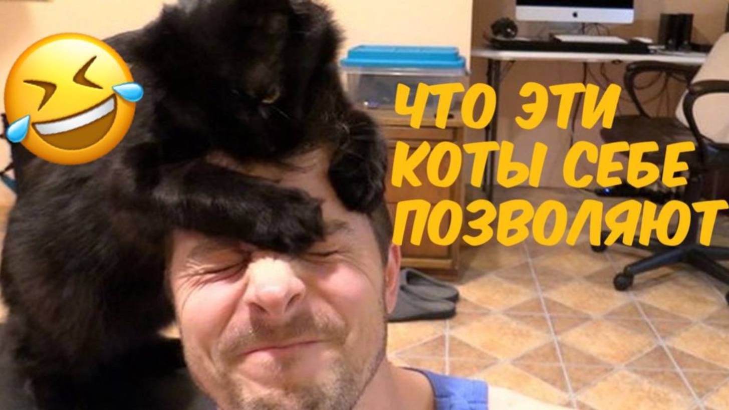 СМЕШНЫЕ ПРИКОЛЫ С КОТАМИ 2025