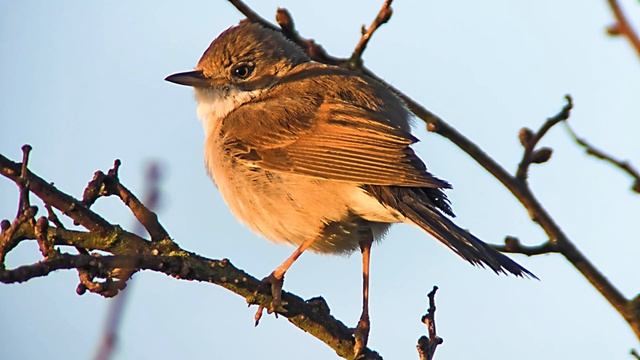 Whitethroat (Sylvia communis) (F) churring in tree @ Wicken Fen