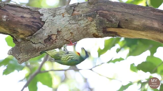 ลีลานกตีทอง Little Action of Bird Coppersmith Barbet / Psilopogon haemacep