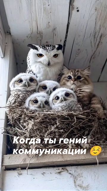 Котики и совы