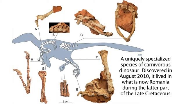 Balaur 3D Model