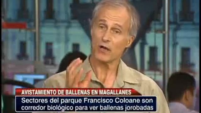 Expertos investigan la migración de ballenas jorobadas en Magallanes (primera parte)