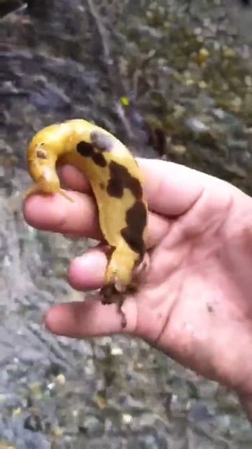 Banana slug in the hand