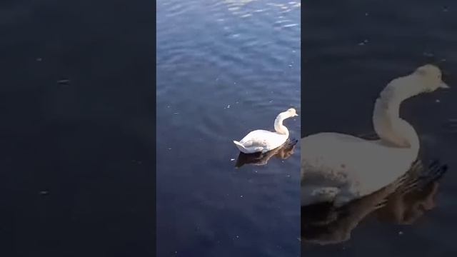 Птичий вальс 🦢